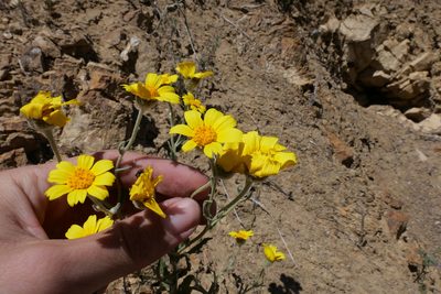 Monolopia lanceolata, photographed by paulexcoff