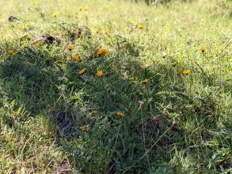 Balsamorhiza macrolepis, photographed by joergmlpts