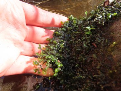 Porella pinnata, photographed by geosesarma