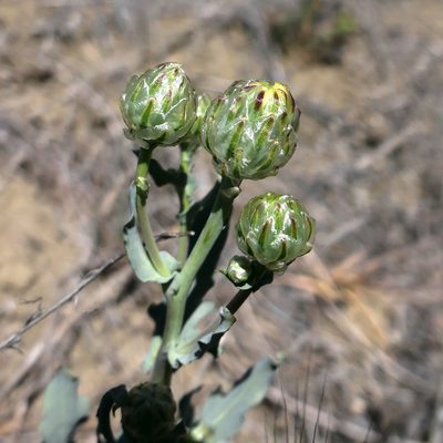 Malacothrix coulteri, photographed by paulexcoff