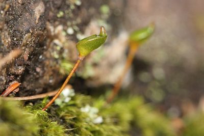 Buxbaumia aphylla, photographed by Quinten Wiegersma