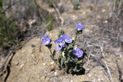 Phacelia ciliata, photographed by paulexcoff