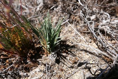 Distichlis spicata, photographed by paulexcoff