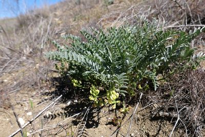 Astragalus douglasii, photographed by paulexcoff