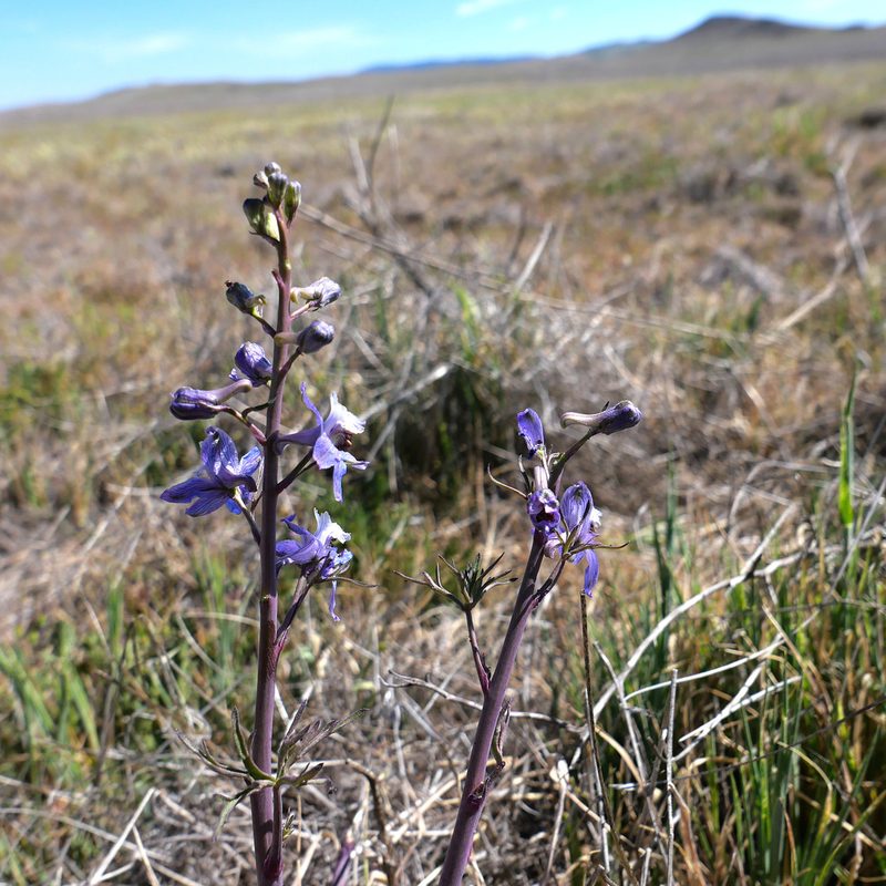 Delphinium recurvatum, photographed by paulexcoff