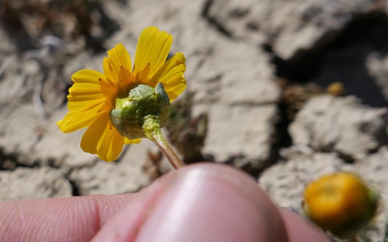 Coreopsis calliopsidea, photographed by paulexcoff