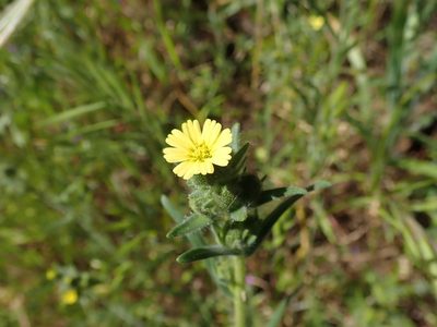 Madia gracilis, photographed by joergmlpts