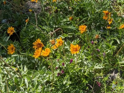 Balsamorhiza macrolepis, photographed by joergmlpts