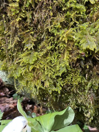 Thamnobryum subserratum, photographed by Brandon Corder