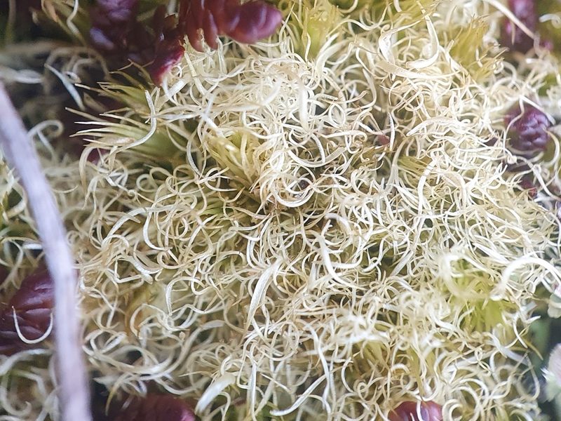 Campylopus fragilis, photographed by Jonathan Hughes