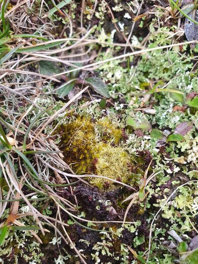 Campylopus fragilis, photographed by Jonathan Hughes
