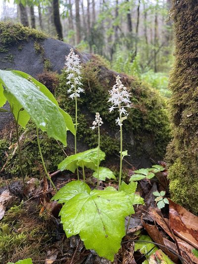 Tiarella austrina, photographed by Brandon Corder