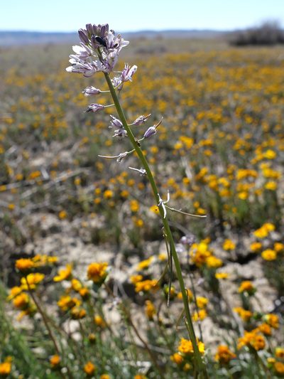 Streptanthus anceps, photographed by paulexcoff