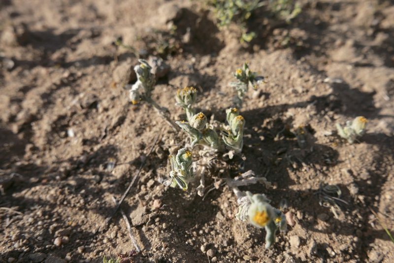 Monolopia congdonii, photographed by paulexcoff