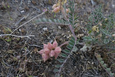Astragalus lentiginosus, photographed by paulexcoff