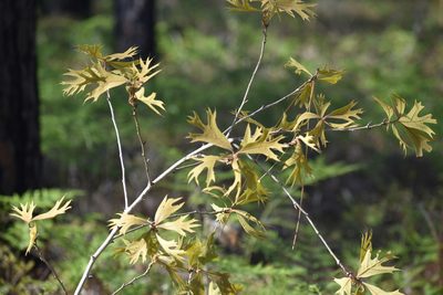 Quercus laevis, photographed by Ryan Watson