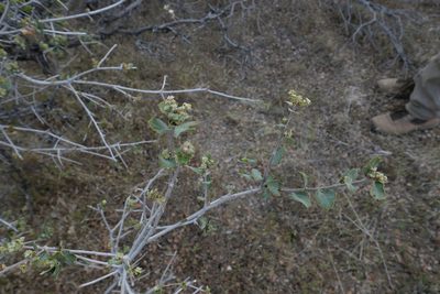 Quercus john-tuckeri, photographed by paulexcoff
