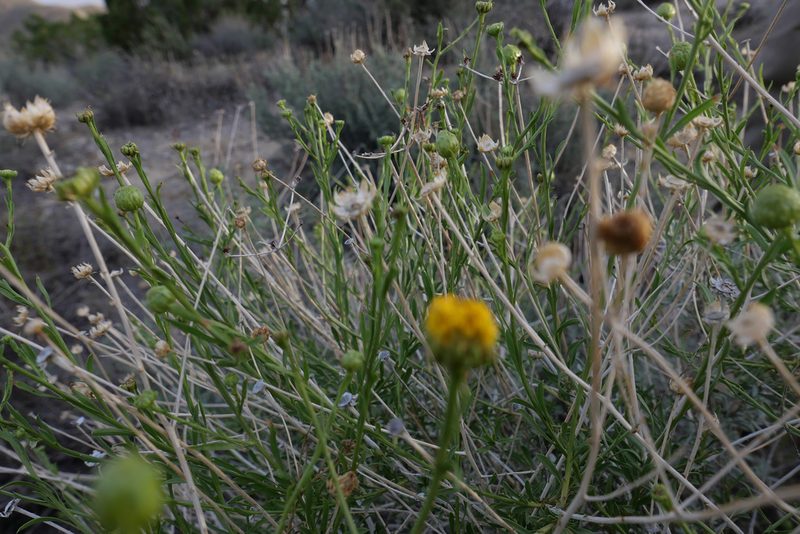 Eastwoodia elegans, photographed by paulexcoff