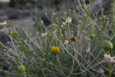 Eastwoodia elegans, photographed by paulexcoff