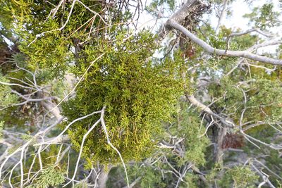 Phoradendron densum, photographed by paulexcoff