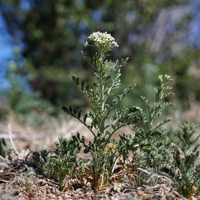 Lepidium thurberi, photographed by Andrew Tree