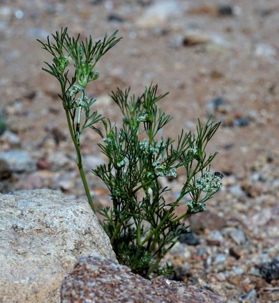 Spermolepis lateriflora, photographed by Andrew Tree