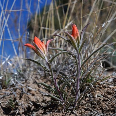 Castilleja integra, photographed by Andrew Tree
