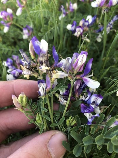 Astragalus lindheimeri, photographed by Sam Kieschnick