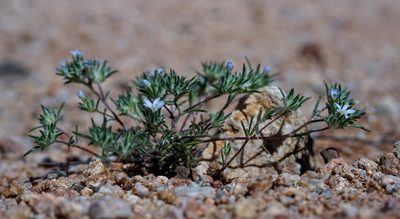 Eriastrum diffusum, photographed by Andrew Tree