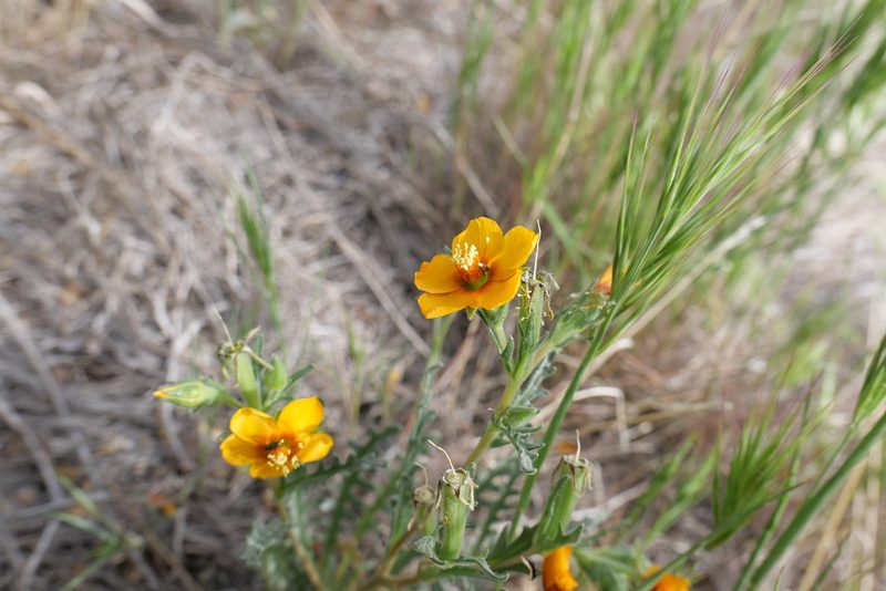 Mentzelia pectinata, photographed by paulexcoff