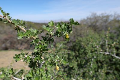 Ribes quercetorum, photographed by paulexcoff