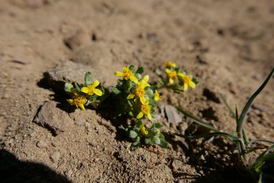 Eriophyllum multicaule, photographed by paulexcoff