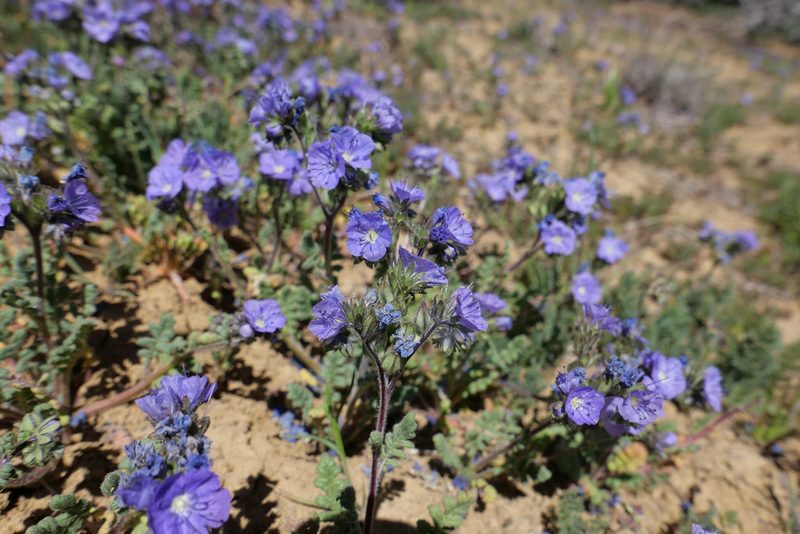 Phacelia ciliata, photographed by paulexcoff