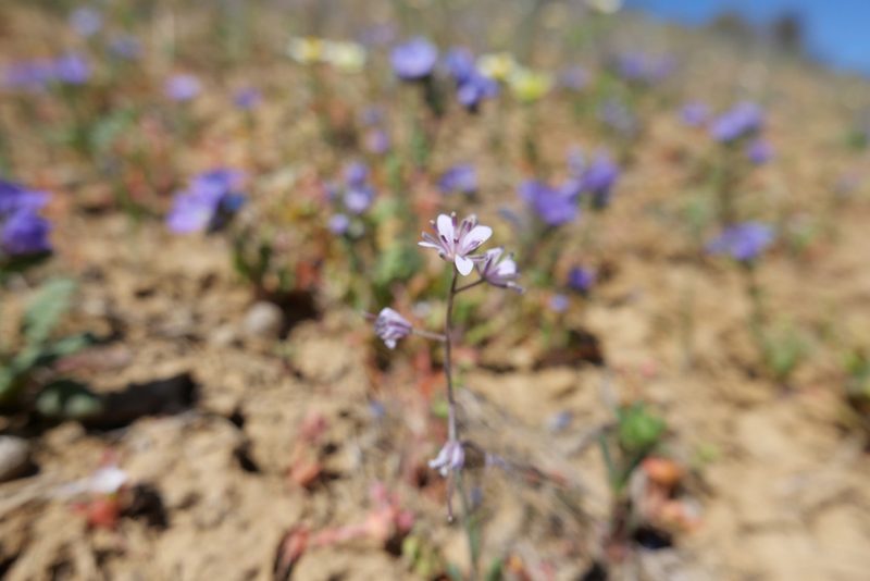 Streptanthus anceps, photographed by paulexcoff