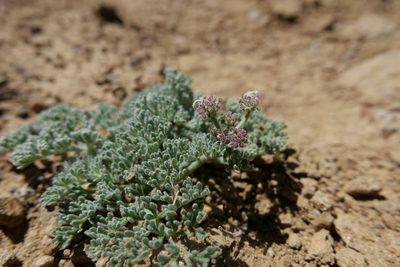 Lomatium mohavense
