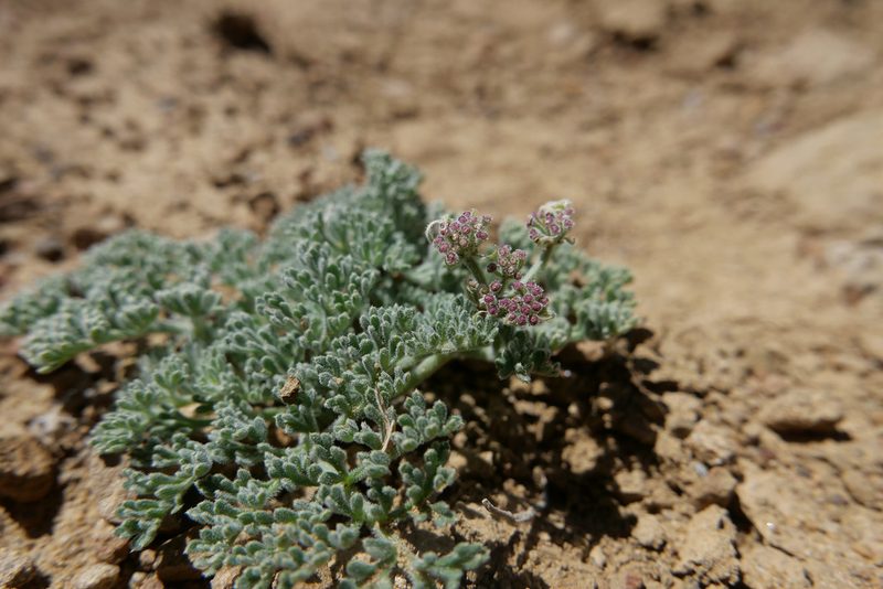 Lomatium mohavense, photographed by paulexcoff