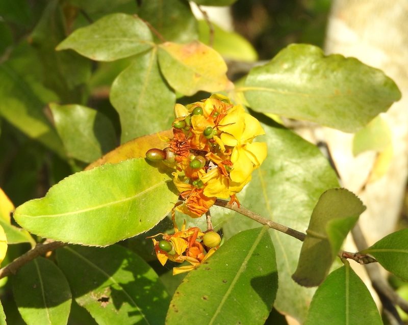 Ouratea mexicana, photographed by Francisco Farriols Sarabia