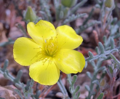 Mentzelia nitens, photographed by Steve Matson