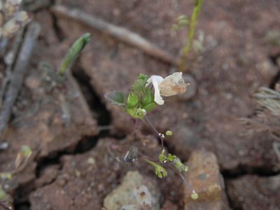 Acanthomintha ilicifolia, photographed by James C. Davis