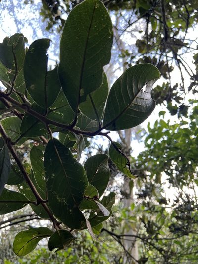 Meliosma frondosa, photographed by Nicolás Baresch Uribe