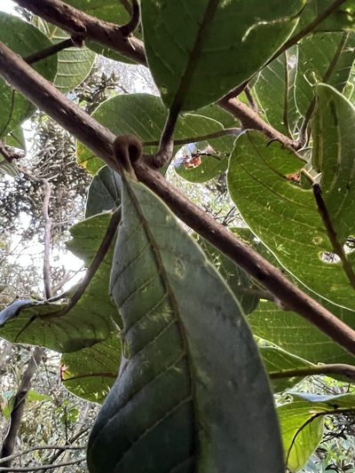 Meliosma frondosa, photographed by Nicolás Baresch Uribe