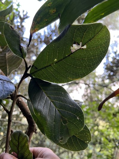 Meliosma frondosa, photographed by Nicolás Baresch Uribe