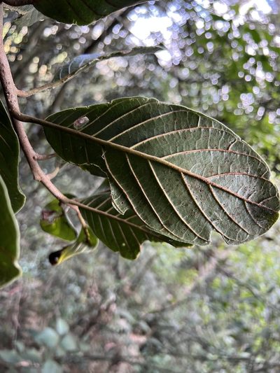 Meliosma frondosa, photographed by Nicolás Baresch Uribe