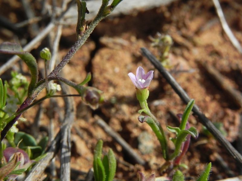 Convolvulus simulans, photographed by James C. Davis