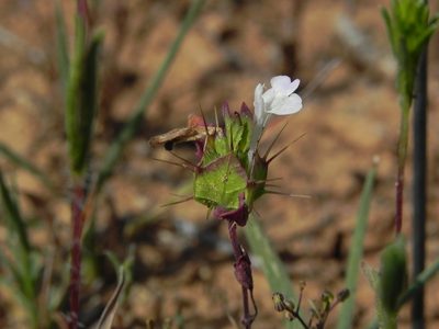 Acanthomintha ilicifolia, photographed by James C. Davis