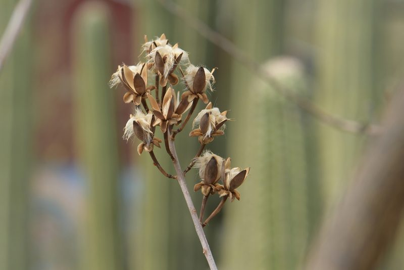 Ipomoea pauciflora, photographed by Diana Fuentes