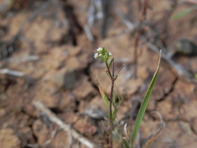 Apiastrum angustifolium, photographed by James C. Davis