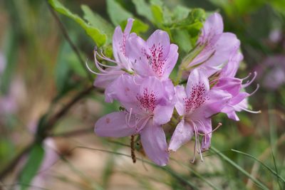 Rhododendron stenopetalum, photographed by harum.koh