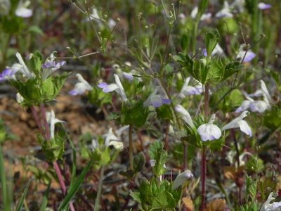 Acanthomintha ilicifolia, photographed by James C. Davis