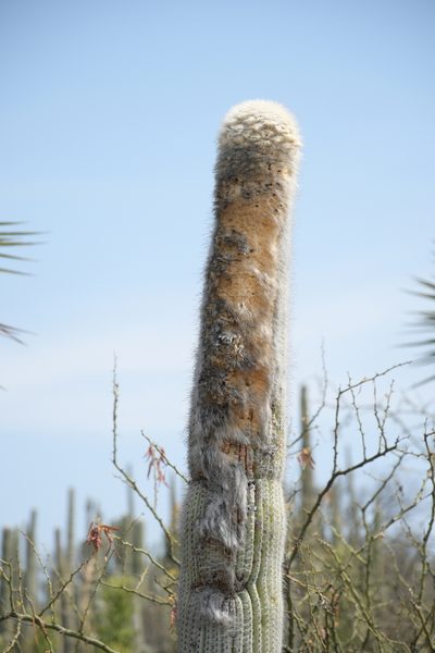 Cephalocereus columna-trajani, photographed by Diana Fuentes
